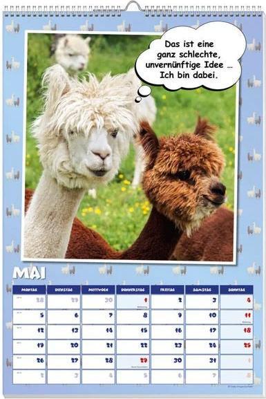 Actual product image Cool llamas poster calendar 2025 (German)