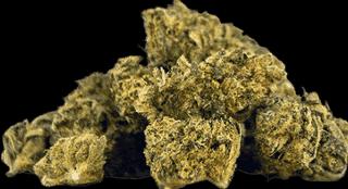 Produktbild Herba di Berna Lemon Haze Mini-Buds 21g (21 g, Indoor)