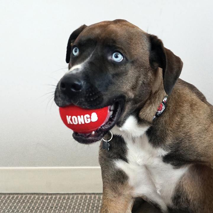 Immagine prodotto KONG Palloni sportivi firmati (Reperimento)