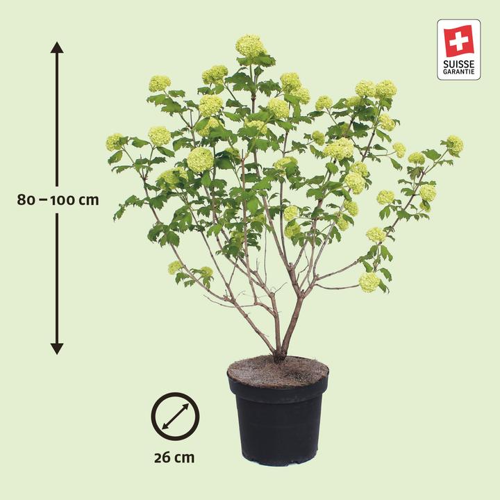 Image du produit Zulauf Gemeiner Schneeball / Viburnum opulus 'Roseum' (100 cm)