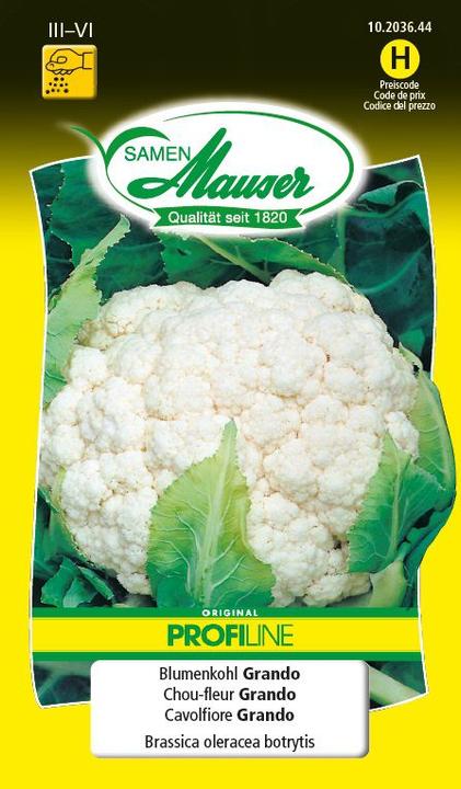 Produktbild Samen Mauser Blumenkohl Grando Profiline (Gemüsesamen)
