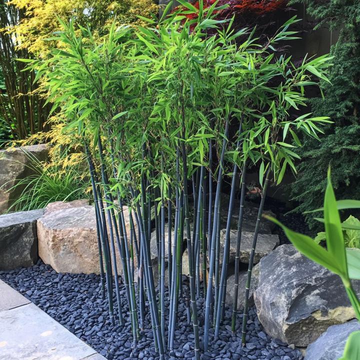 Actual product image Plant in a Box Fargesia papyrifera 'Blue Dragon' - 2er-Set Bambus (30 cm)
