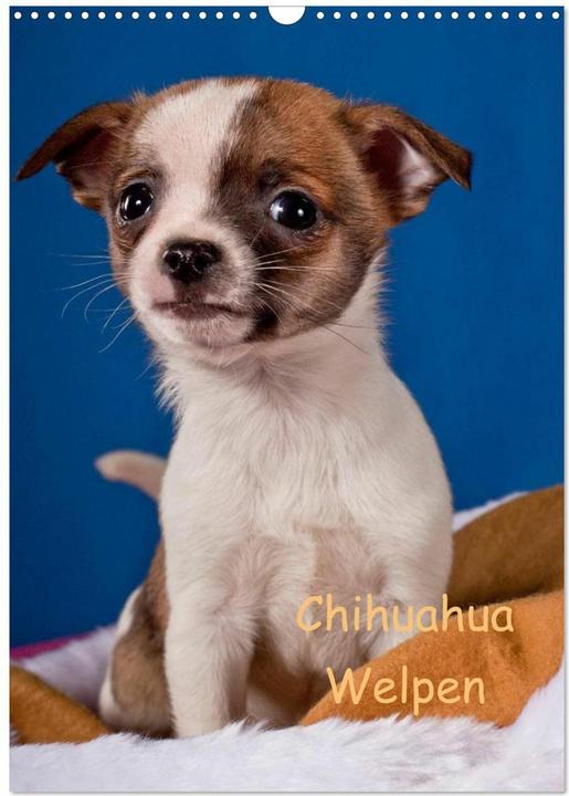 Actual product image Chihuahua Welpen (Wandkalender 2025 DIN A3 hoch), Monatskalender (A3, German)