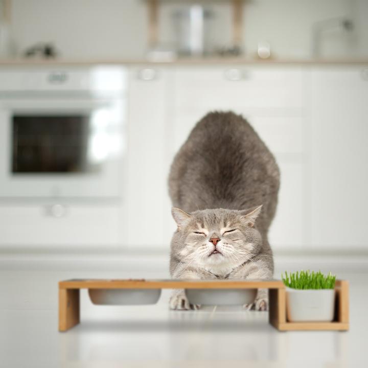 Produktbild Relaxdays Katzen-Futterstation (0.40 l)