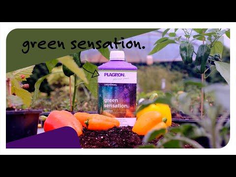 Produktbild Plagron Green Sensation (0.99 kg, 1 l)