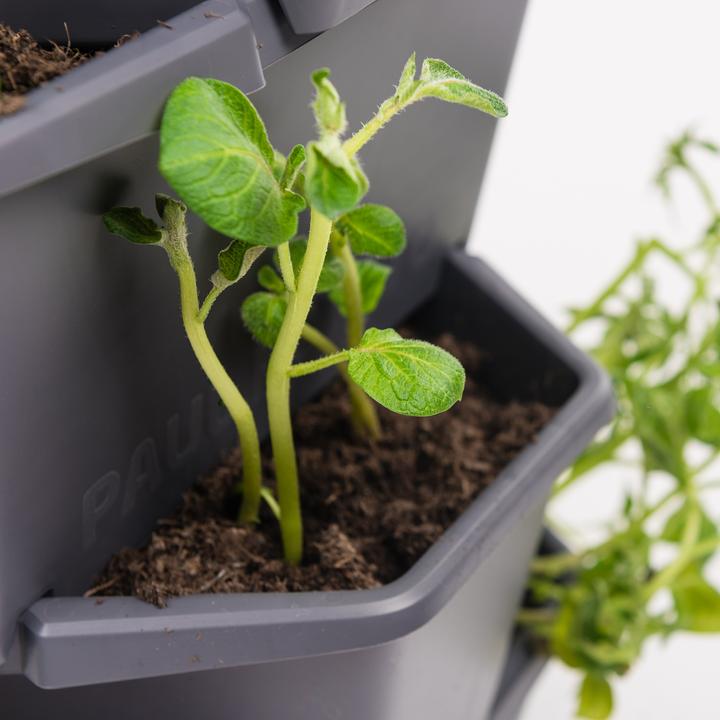 Image du produit Gusta Garden Paul Potato (38.80 cm)