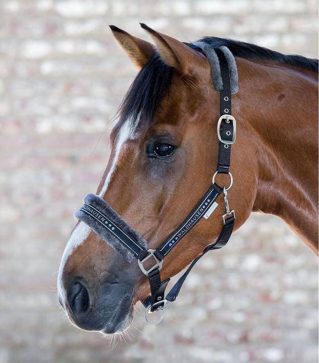 Waldhausen Halter Elegant