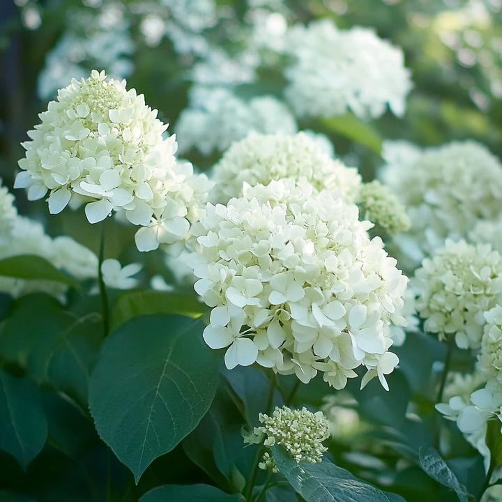 Produktbild Plant in a Box Hydrangea Paniculata 'Silver Dollar' - 3er Set Hortensien (25 cm)