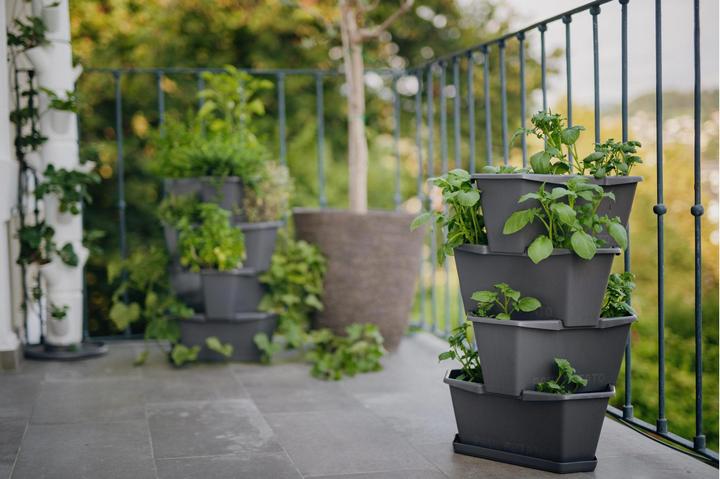Image du produit Gusta Garden Paul Potato (38.80 cm)