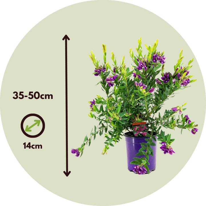 Produktbild Plant in a Box Polygala myrtifolia 'Bibi Pink' - Schmetterlingsblume (35 cm)