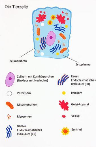 Produktbild Betzold Magnetische Tierzelle