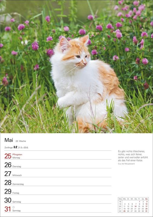 Actual product image Harenberg Katzen Wochenplaner 2026 - 53 faszinierende Fotografien (Hardcover, German)