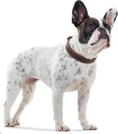 Actual product image Hunter Porto collar, dark brown/cognac (Dog)