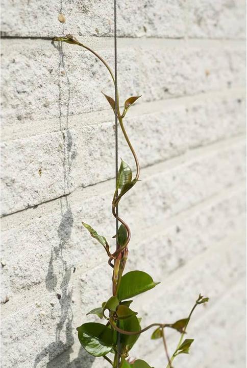 Image du produit Nature Wire trellis kit (1000 cm, 1000 cm)