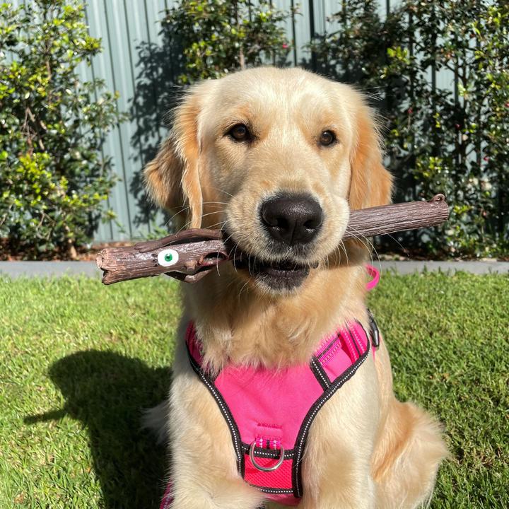 Actual product image Doog Dog toy Mr Stick Woody (Dog chew toy)
