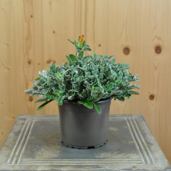 Actual product image Säntispracht Set of 4, Midday Gold - Gazania Cultivars Sun Stopper Orange (25 cm)