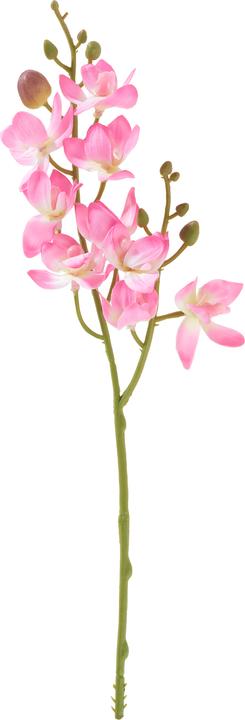Actual product image DPI Mini Orchidee Phalaenopsis