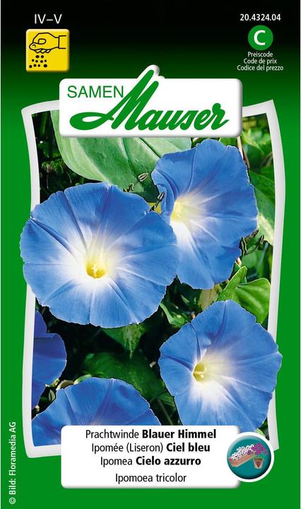 Image du produit Samen Mauser Ciel bleu de Pompom (Graines de plantes)