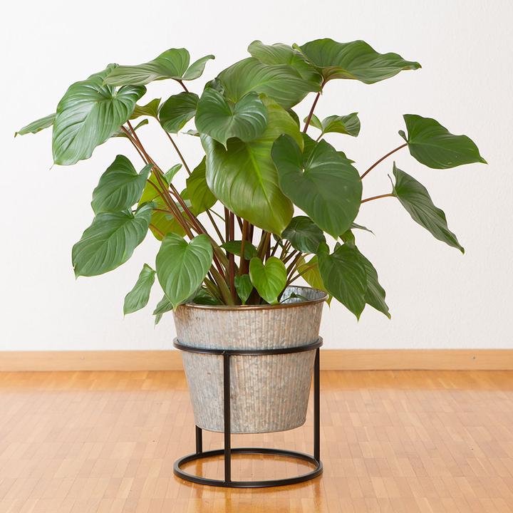 Image du produit VEG and the City Barus (Homalomena) (75 cm)