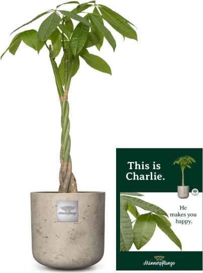 Image du produit Männerpflanze Charlie (105 cm)