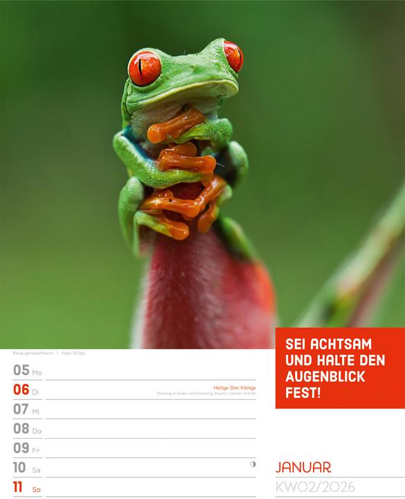 Actual product image Tierisch! Sprüchekalender - Wochenplaner Kalender 2026 (25 x 33 cm, Hardcover, German)