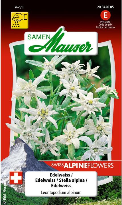 Produktbild Samen Mauser Edelweiss (Pflanzensamen)