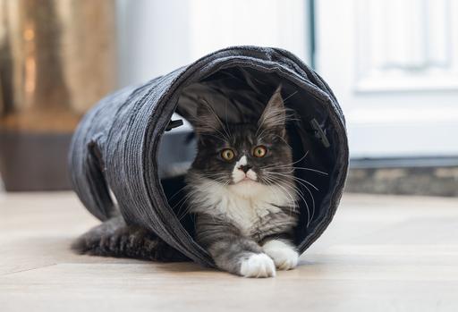 Actual product image Designed by Lotte Ribbed cat tunnel (Cat tunnel)