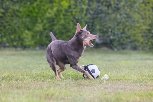 Immagine prodotto Beeztees Calcio D'Azione Bz Con Tau 22c (Palla giocattolo per cani)