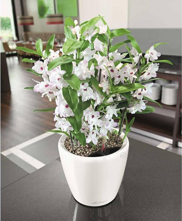 Produktbild Lechuza Classico (28.50 cm)