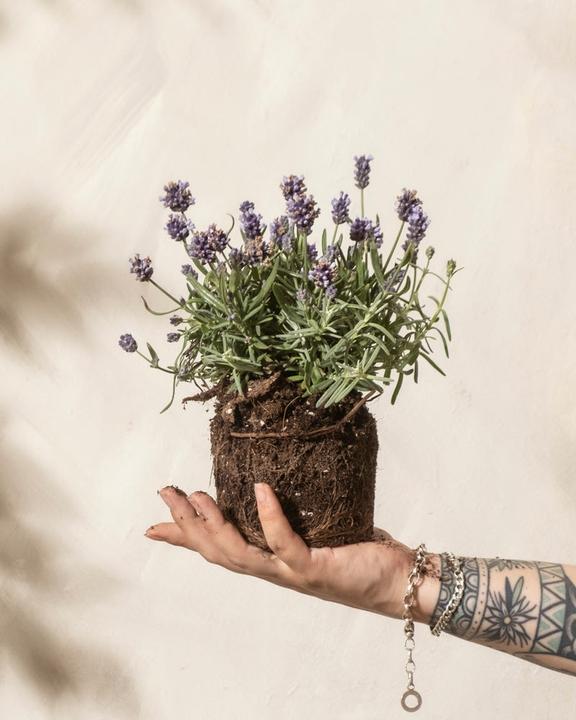 Produktbild feey Lavendel (20 cm, Tierfreundlich)