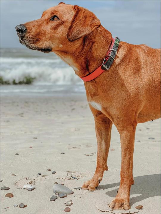 Produktbild Hunter Halsband Convenience Comfort Biothane Neoprengepolstert (27, 28, 29, 30, 31, 32, 33, 34, 35, Hund, Allgemein)