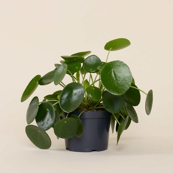 Immagine prodotto Mary and Plants Impianto Ufo (30 cm)