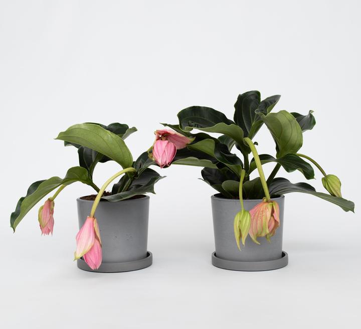 Produktbild Plant in a Box Medinilla Magnifica - 2er Set Rosenmedinilla (40 cm)