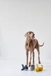 Actual product image Hunter Dog toy Eiby Giraffe (Plush toy dog)