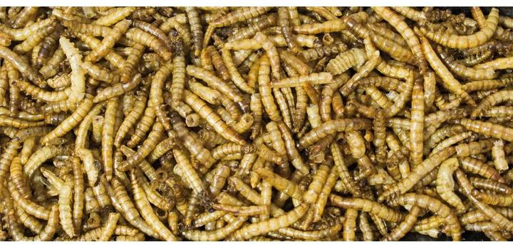 Image du produit JR Farm Vers de farine dans une boîte (0.07 kg, 1 x)