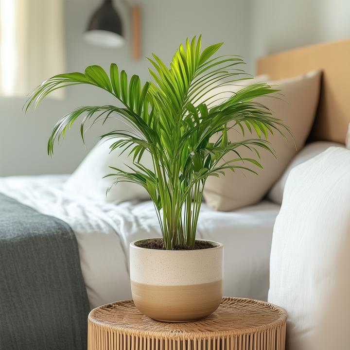 Image du produit Plant in a Box Dypsis Lutescens - Set de 4 palmiers à fruits d'or Areca (30 cm)