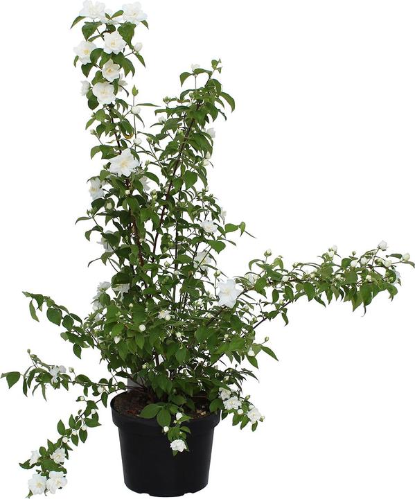 Immagine prodotto Zulauf Pfeifenstrauch / Philadelphus 'Belle Etoile' (100 cm)