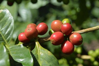 Immagine prodotto Sonnentor Caffè verde (54 g)