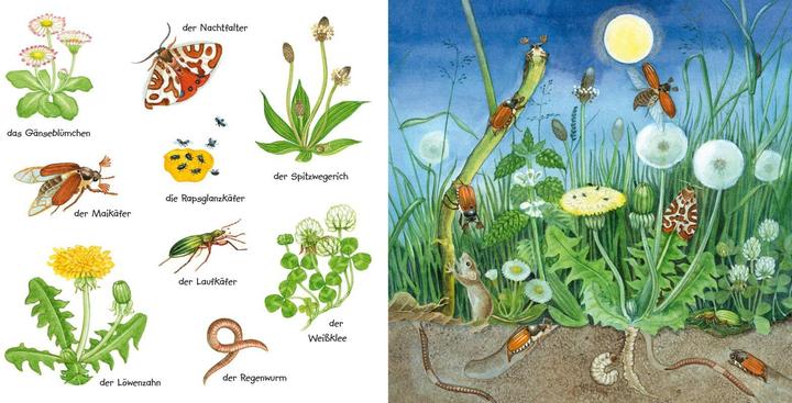 Image du produit Mon petit dictionnaire illustré coloré : les animaux rampants et les fleurs (Allemand)