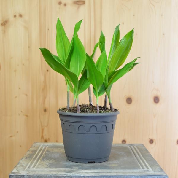 Produktbild Säntispracht 3 er Set, Das altbekannte Maiglöckchen - Convallaria majalis