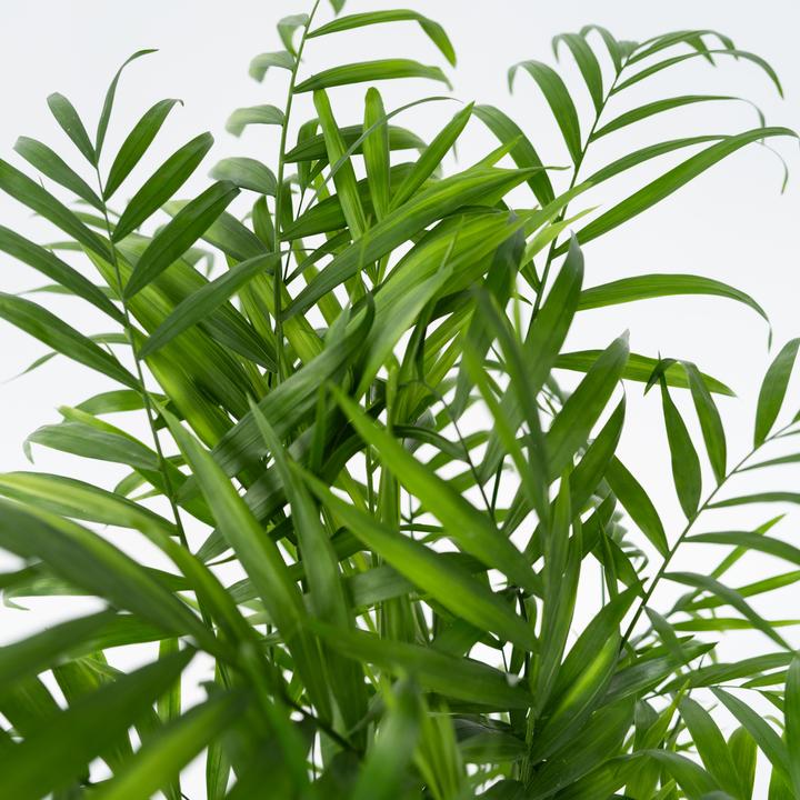 Immagine prodotto Plant in a Box Chamaedorea elegans - Palma di montagna (80 cm)