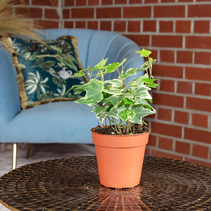 Actual product image Flowerbox Common ivy colourful - height ca. 15 cm, pot-Ø 9 cm - Hedera helix (15 cm)