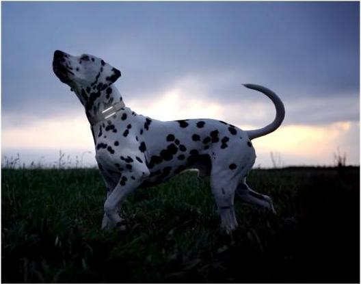 Actual product image Tractive GPS Tracker Dog 6 (Dog, Walks)