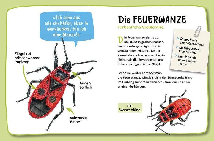 Produktbild Kosmos Mein erster Naturführer, Was krabbelt denn da? (Deutsch, Steffen Walentowitz, Julie Sodré, Veronika Lang, 2023)
