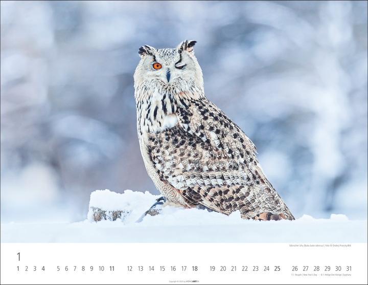 Actual product image Eulen Kalender 2026 (44 x 34 cm, Hardcover, German, English)