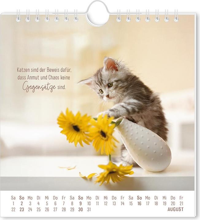 Actual product image Postkartenkalender 2026 Auf leisen Pfot (16 x 17 cm, German)