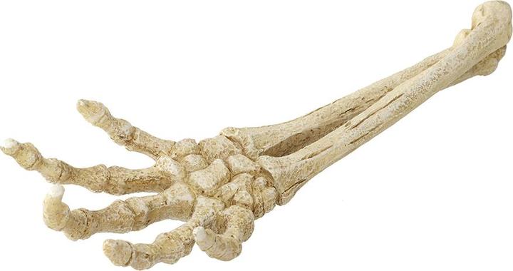Immagine prodotto Aqua Della Aqua D'ella Skeleton Hand (Decorazione, altre voci)