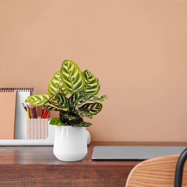Produktbild Mahaloplants Calathea Makoyana (35 cm, Tierfreundlich)