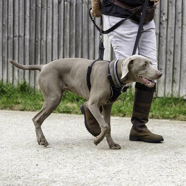 Actual product image Company of Animals Halti No Pull Antizug M Harness (M, Dog, Dog sport)