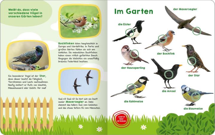 Actual product image Mein grosses Buch der Vogelstimmen (German, 2024)